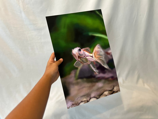 Fish - XL Print